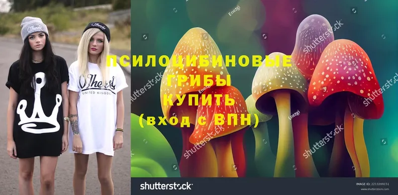 Галлюциногенные грибы MAGIC MUSHROOMS  продажа наркотиков  Киржач 